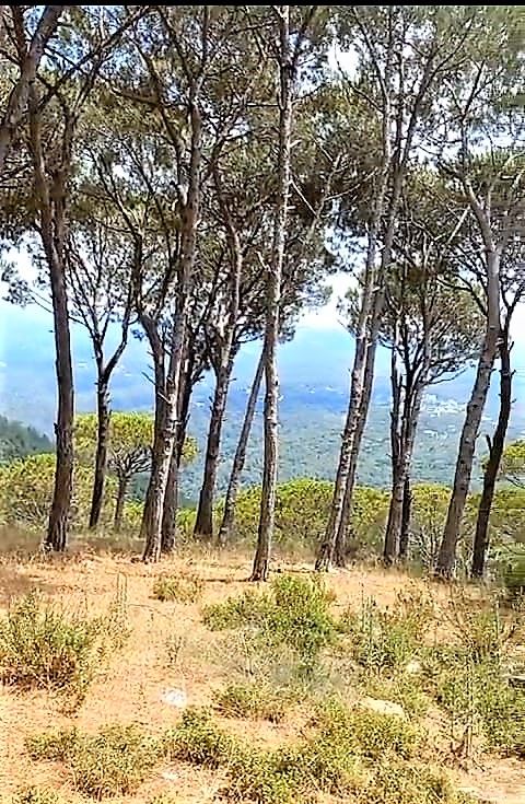 Land with a mountain view for sale in Broumana, Metn