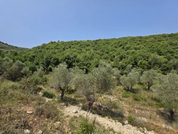 أرض بإطلالة على الجبل للبيع في بترون - صورة 2