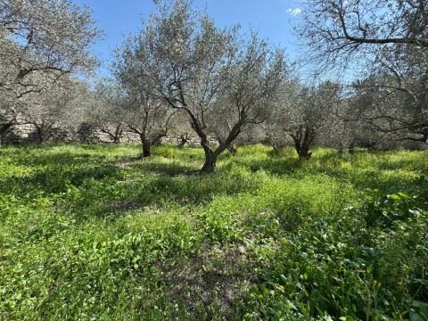 Land with a mountain view for sale in Rihani, Jbeil
