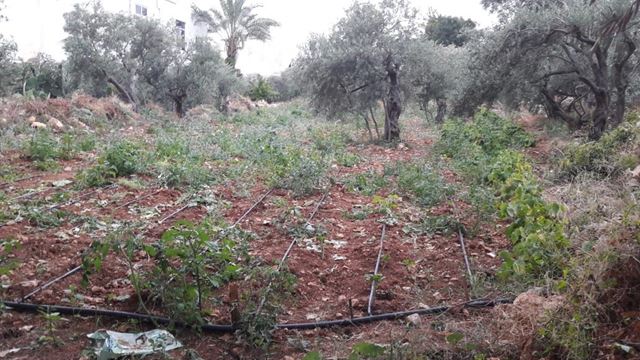 أرض بإطلالة على البحر للبيع في عمشيت، جبيل - صورة 3