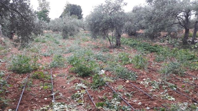Sea-view land for sale in Aamchit, Jbeil