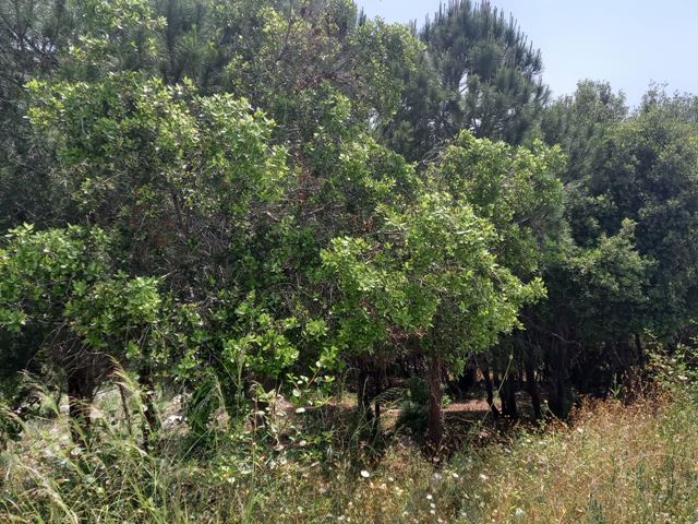 Sea-view land for sale in Batroun - photo 2