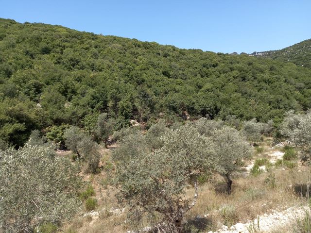 Land with a mountain view for sale in Batroun - photo 2