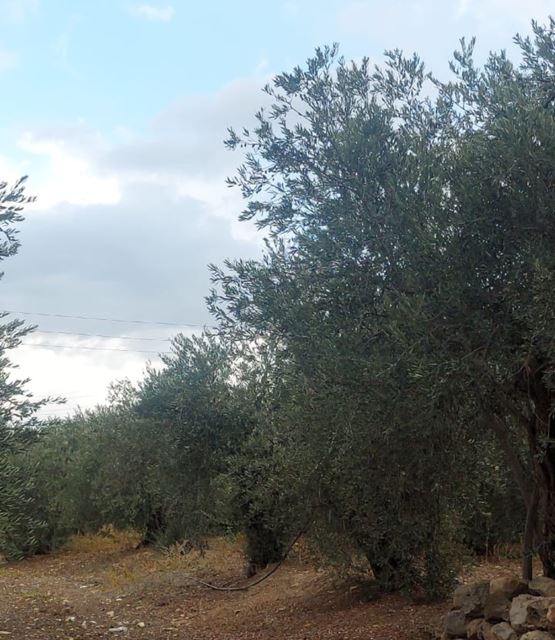 Land with a mountain view for sale in Koura