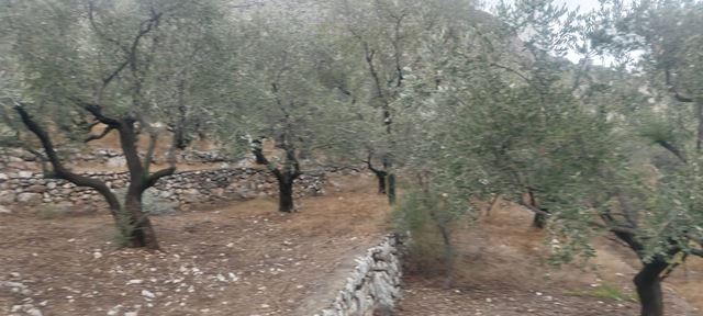 أرض بإطلالة على الجبل للبيع في الكورة - صورة 3