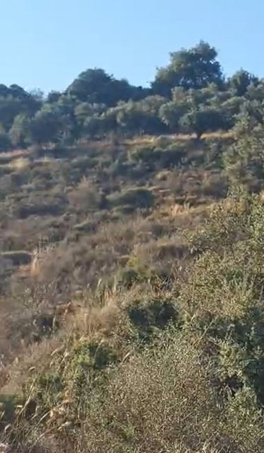 Land for sale in Koura - photo 3