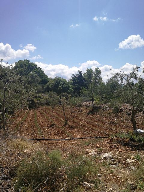 Land for sale in Batroun