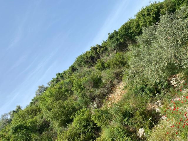 Land with a mountain view for sale in Edde, Jbeil