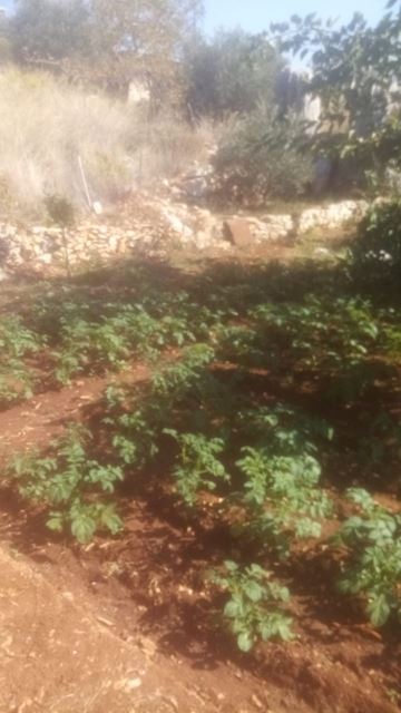 House for sale in Batroun - photo 3